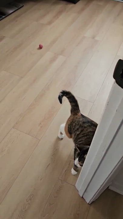 Enlarge Courage, a Adoptable Domestic Short Hair in Terrebonne, QC video 5/6