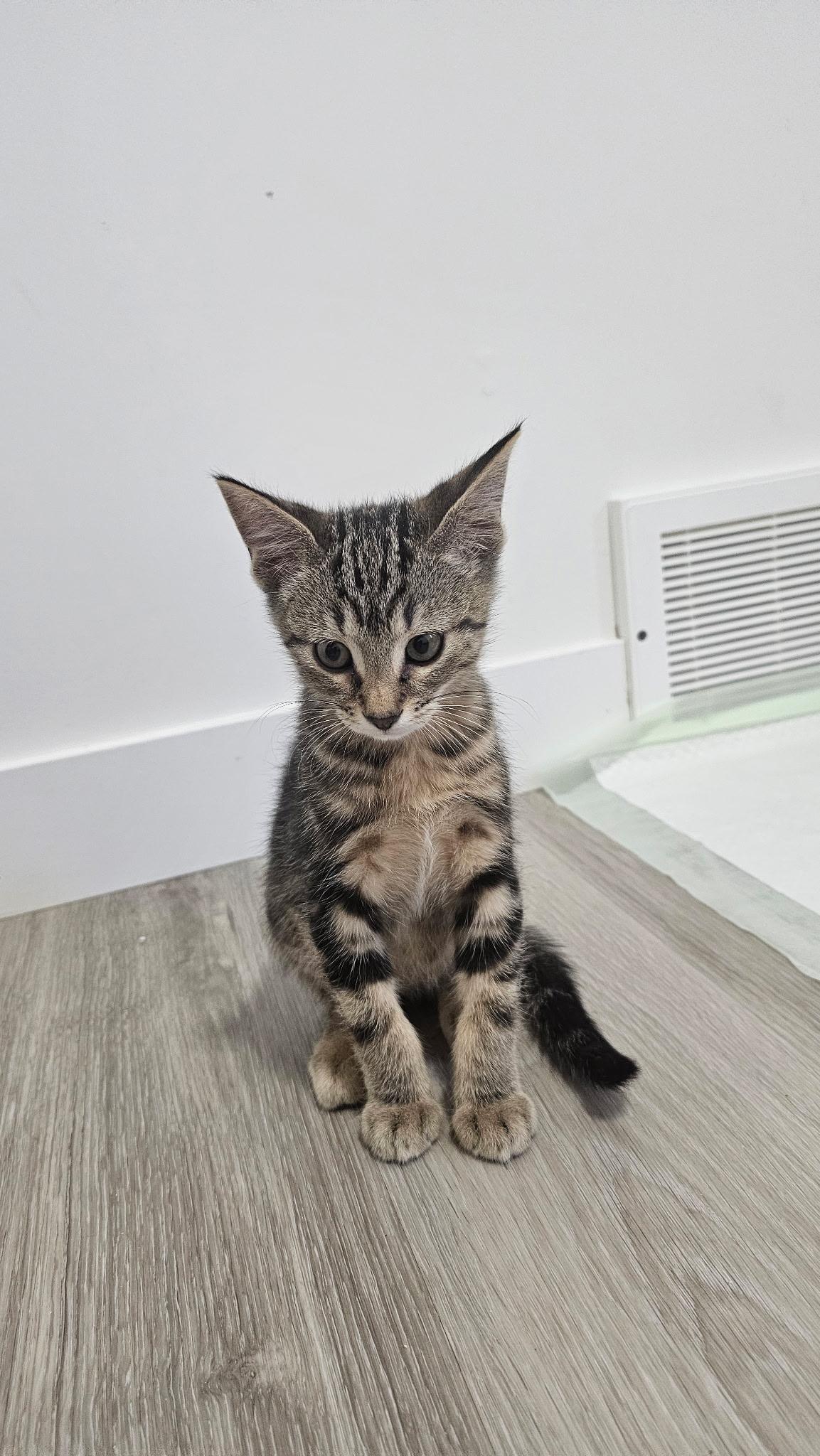 Borscht, ADOPTABLE, Young Male Tabby.