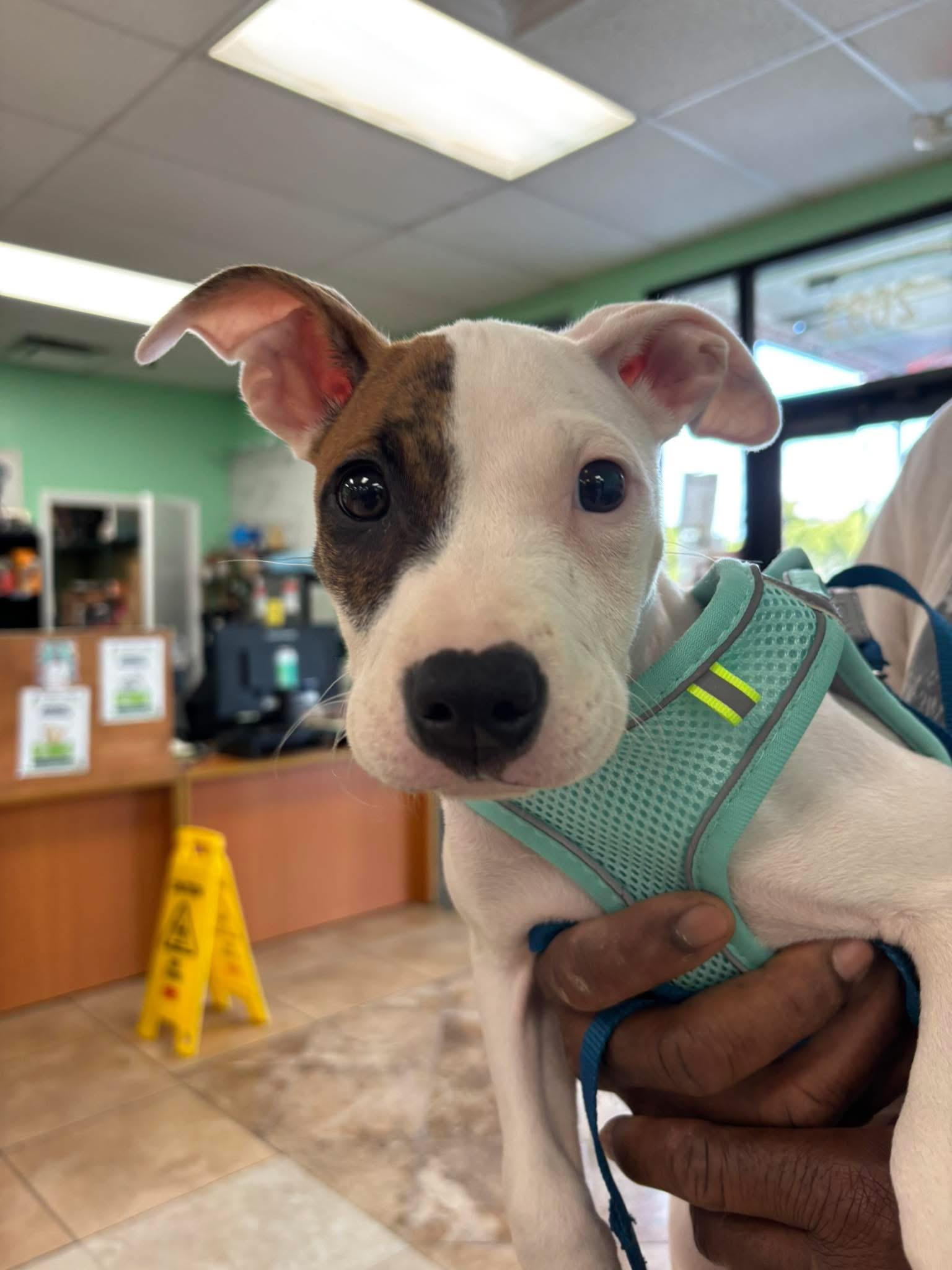 Yoshi, a ADOPTABLE Pit Bull Terrier in Palm springs, FL image 2/2
