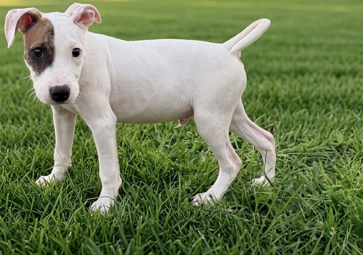 Yoshi, ADOPTABLE, Puppy Male Pit Bull Terrier.