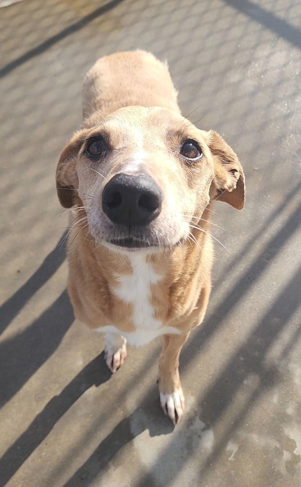 Enlarge Rascal, a Adoptable mixed breed in Knoxville, IA image 1/1