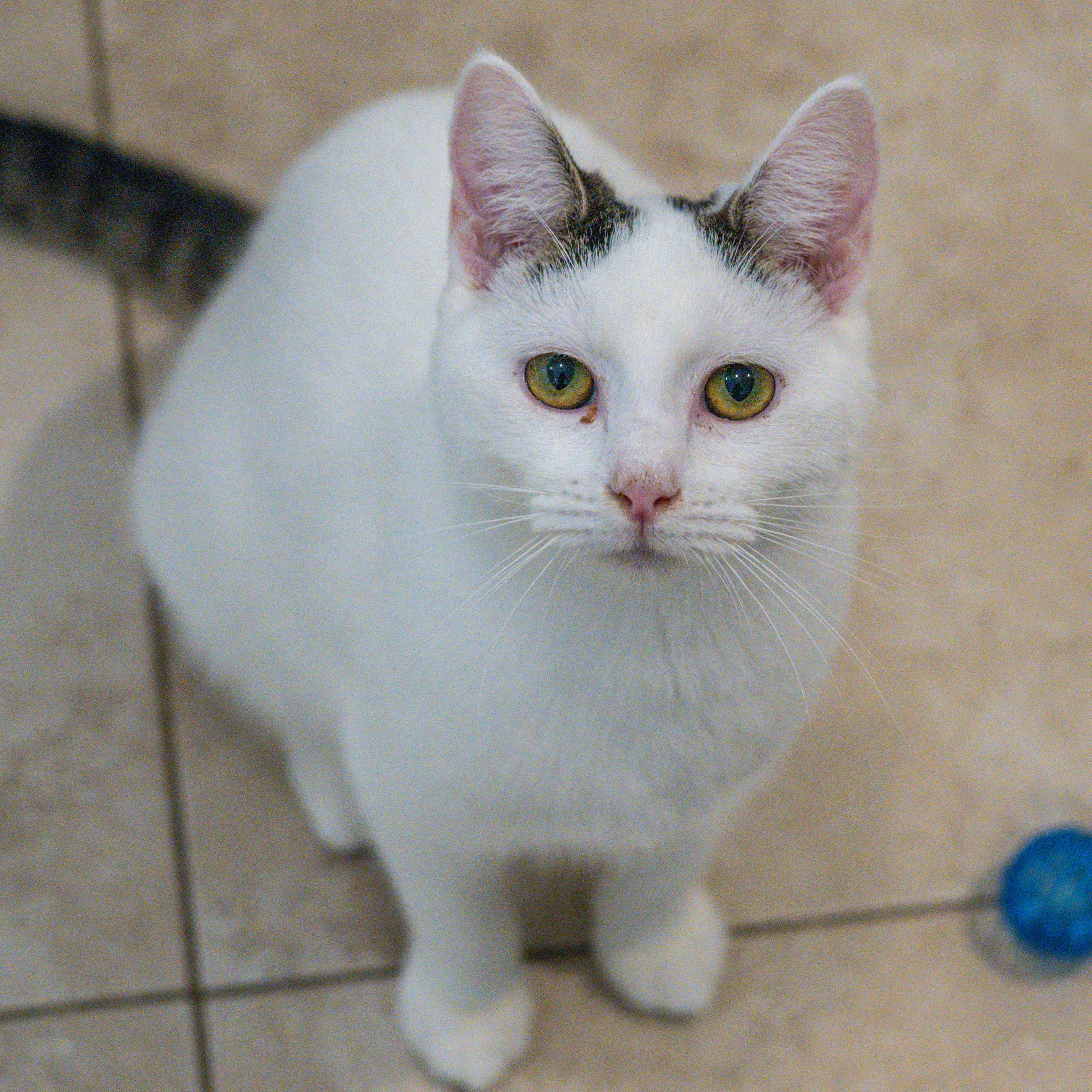 Chamberlain, Adoptable, Young Female Domestic Medium Hair.