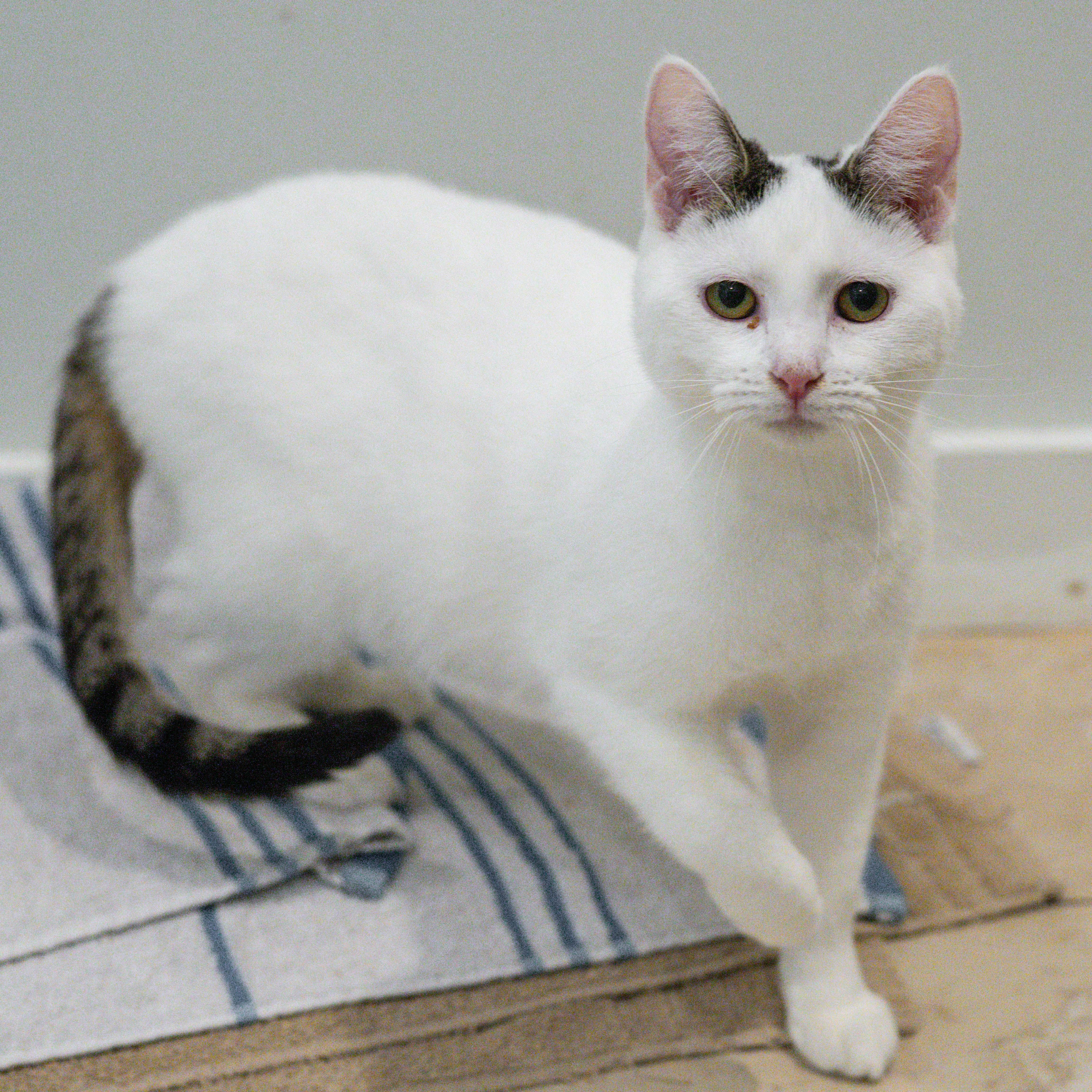 Enlarge Chamberlain, a Adoptable Domestic Medium Hair in Hilton Head Island, SC image 2/4