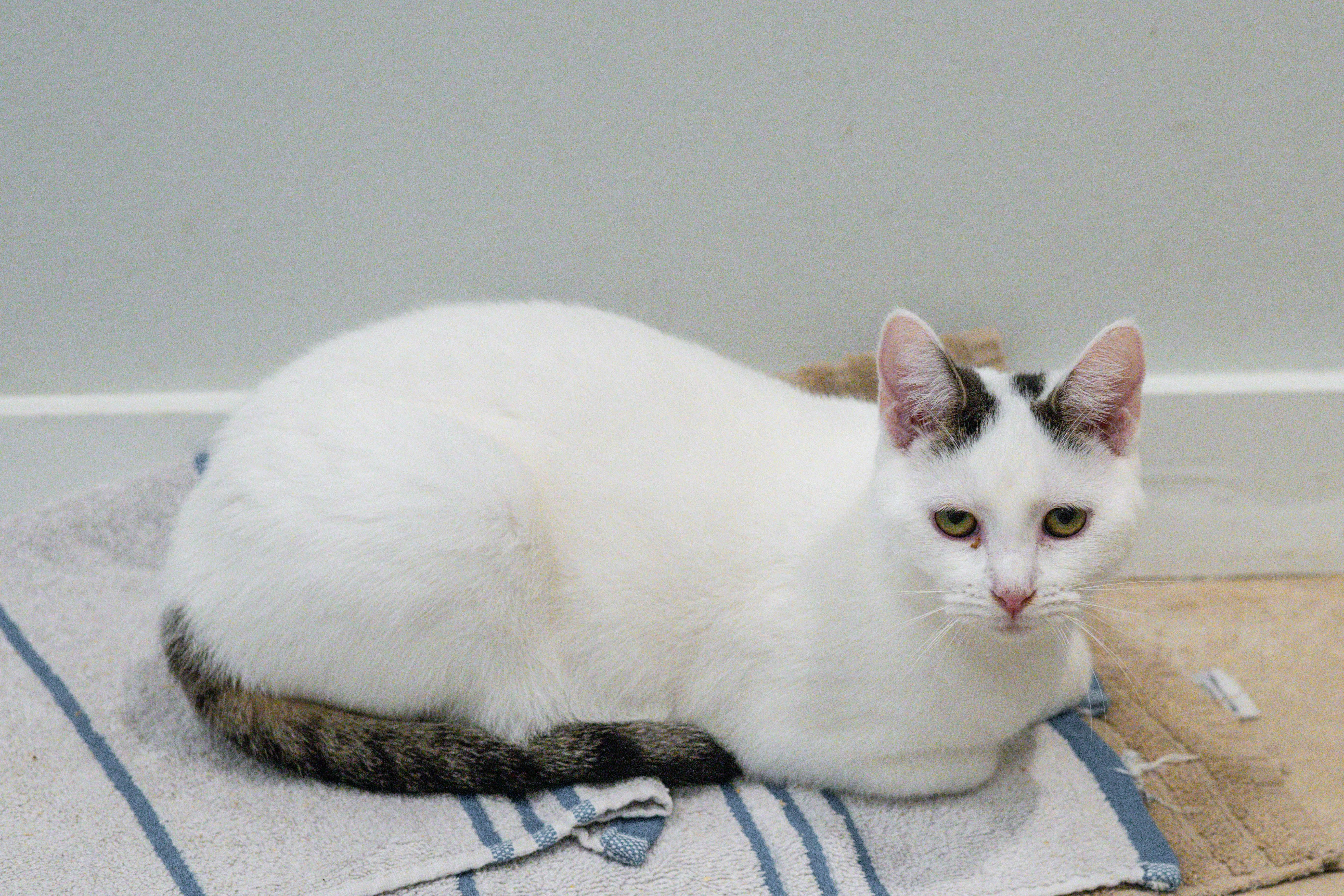 Enlarge Chamberlain, a Adoptable Domestic Medium Hair in Hilton Head Island, SC image 4/4