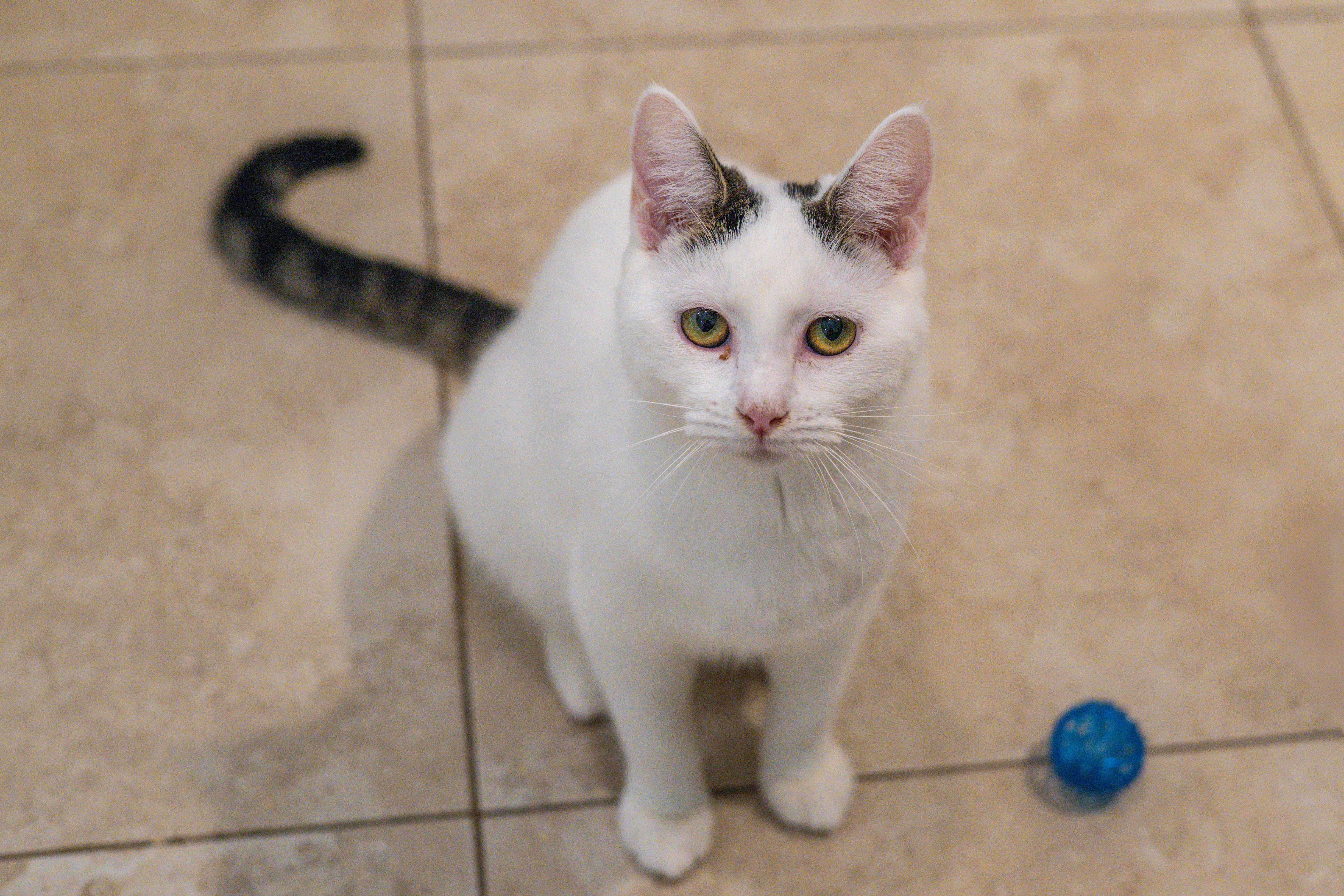 Enlarge Chamberlain, a Adoptable Domestic Medium Hair in Hilton Head Island, SC image 3/4