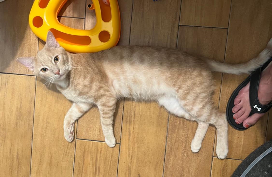 Stitch, Adoptable, Kitten Male Tabby.