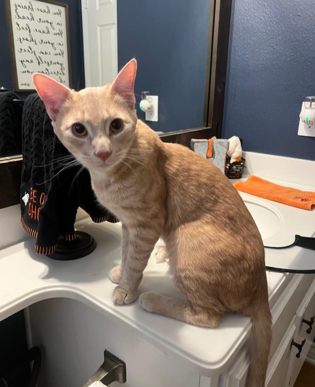 Enlarge Stitch, a Adoptable Tabby in Lake Forest, CA image 3/3