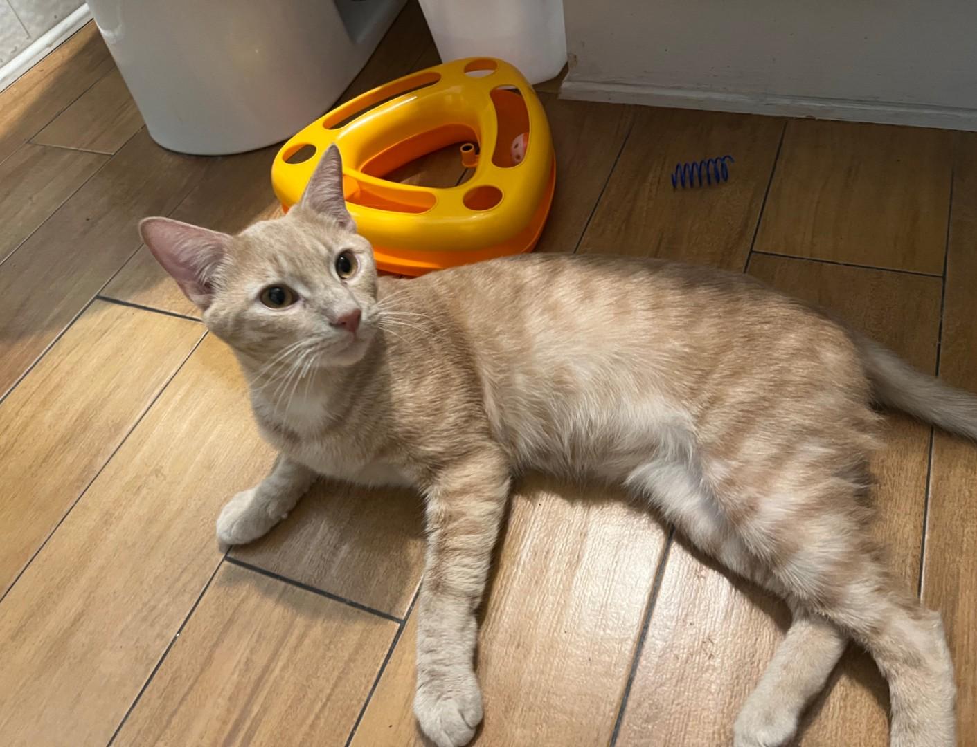 Enlarge Stitch, a Adoptable Tabby in Lake Forest, CA image 2/3