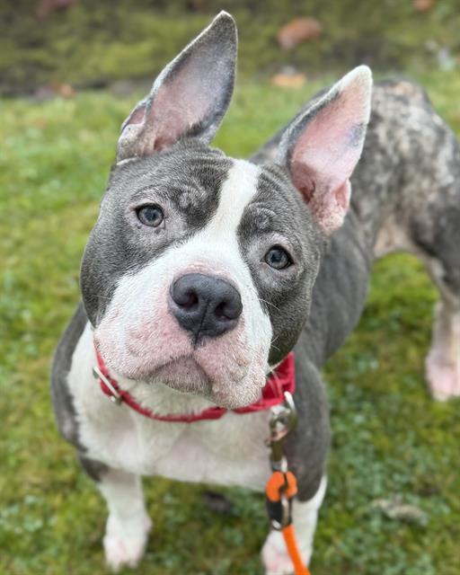 FUDGE, Adoptable, Adult Female Pit Bull Terrier.