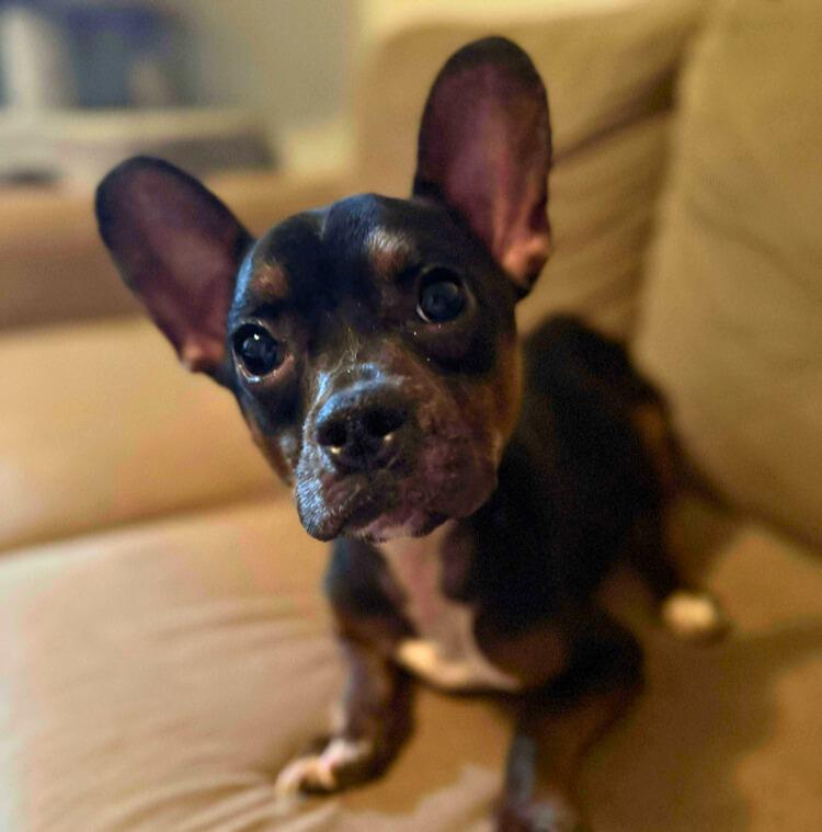 Mighty Mouse, Adoptable, Young Male French Bulldog.