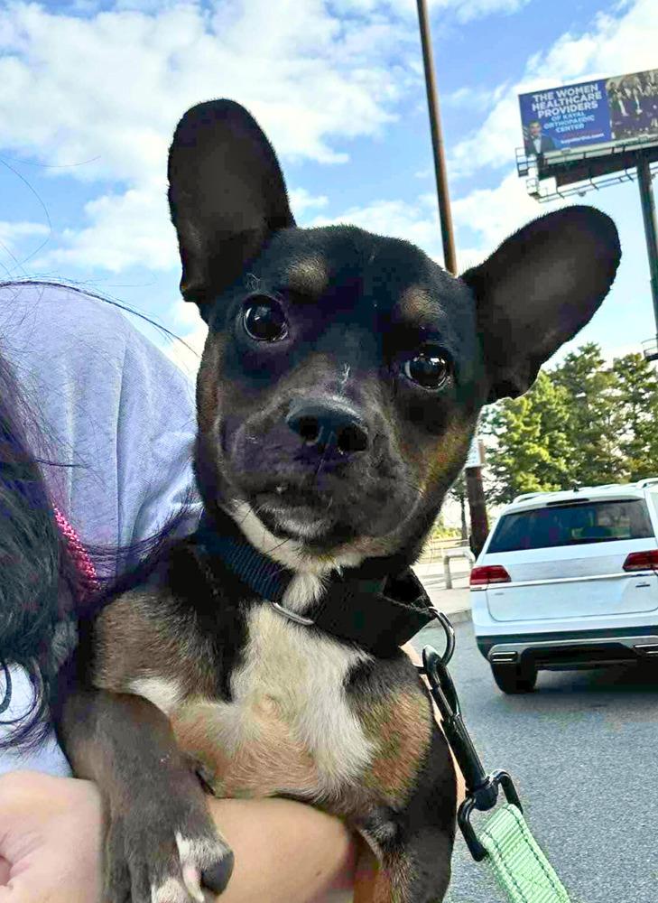 Enlarge Mighty Mouse, a Adoptable mixed breed in Wayne, NJ image 3/4