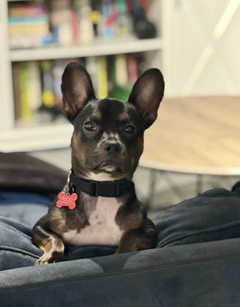 Enlarge Mighty Mouse, a Adoptable mixed breed in Wayne, NJ image 4/4