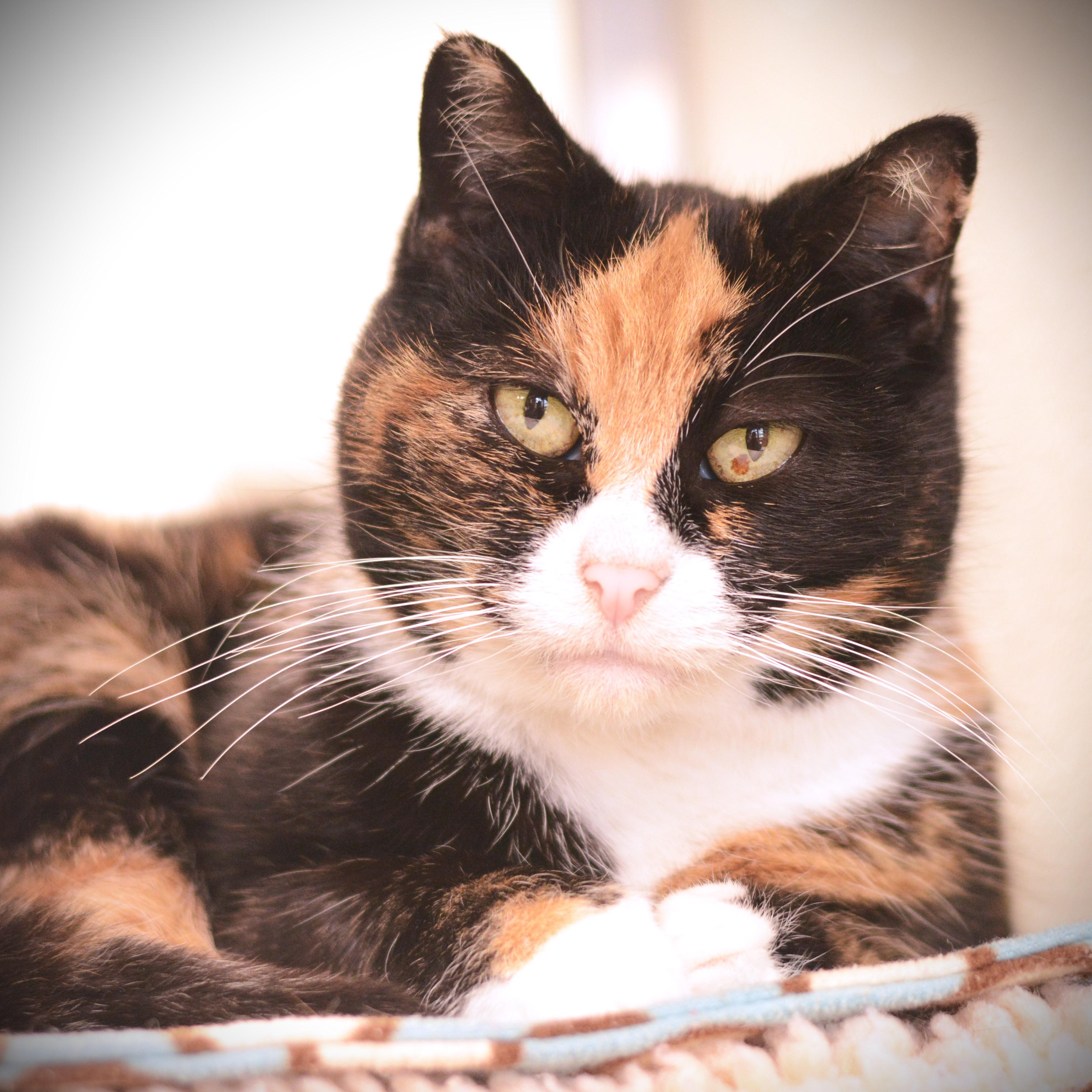 Enlarge Dancer, a ADOPTABLE Domestic Short Hair in Amsterdam, NY image 1/1