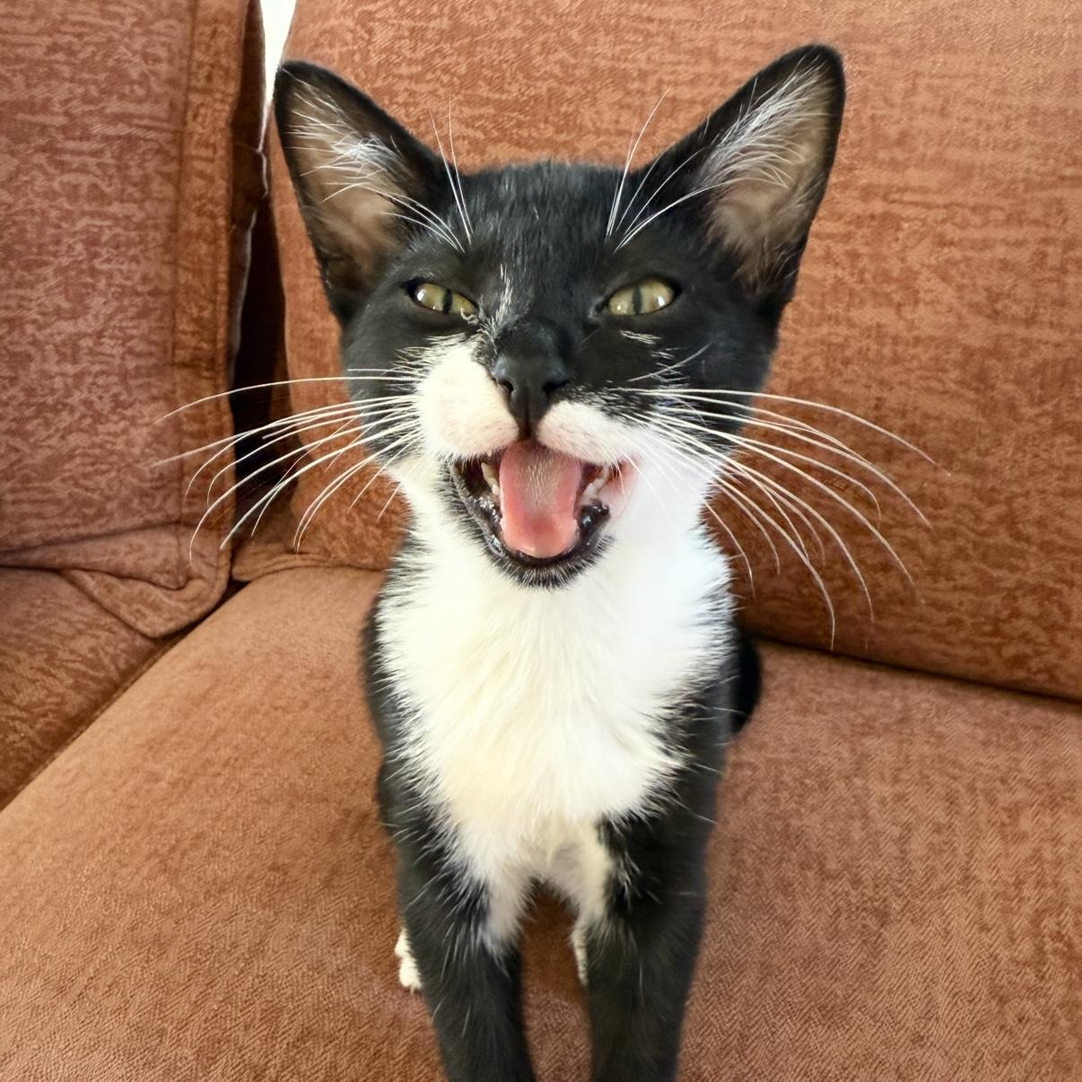 MIKA, a Adoptable mixed breed in Los Angeles, CA image 1/6