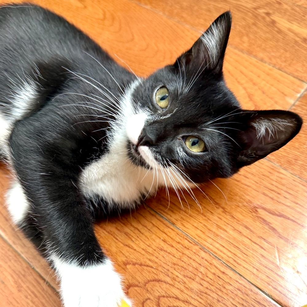 MIKA, Adoptable, Young Female Domestic Short Hair.