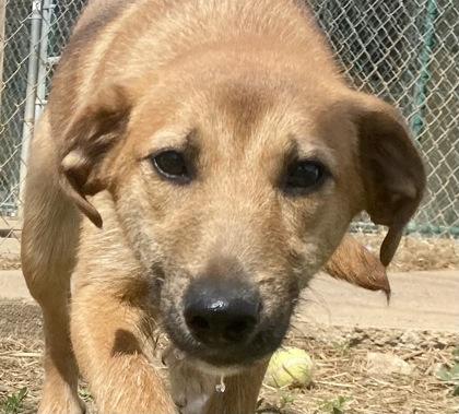 Goldie, ADOPTABLE, Young Female Shepherd.