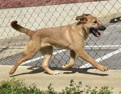 Enlarge Goldie, a ADOPTABLE Shepherd in Glasgow, KY image 4/4