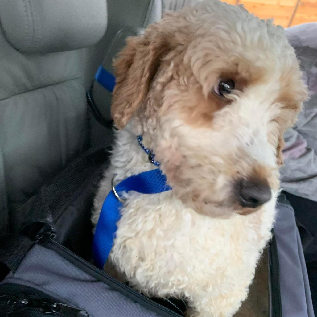 Enlarge Nate, a Adoptable Poodle in St. Charles, IL image 1/6