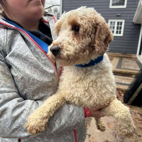 Enlarge Nate, a Adoptable Poodle in St. Charles, IL image 2/6
