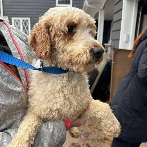 Enlarge Nate, a Adoptable Poodle in St. Charles, IL image 4/6