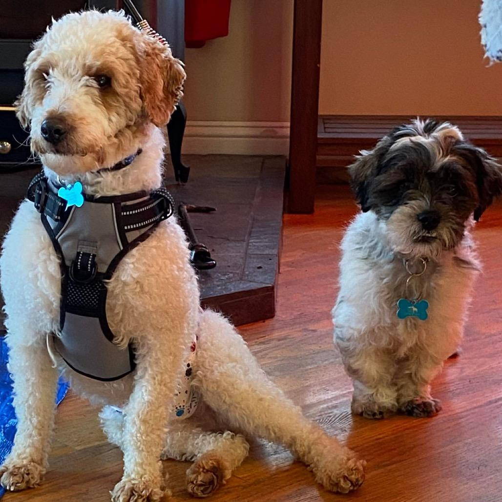 Enlarge Nate, a Adoptable Poodle in St. Charles, IL image 5/6