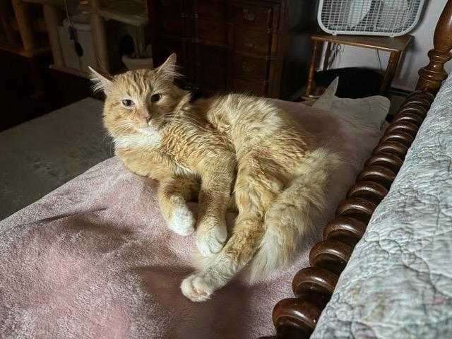 Enlarge OLIVER, a ADOPTABLE mixed breed in Churchville, PA image 4/6