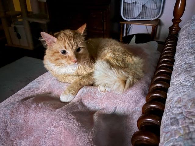 Enlarge OLIVER, a ADOPTABLE mixed breed in Churchville, PA image 2/6