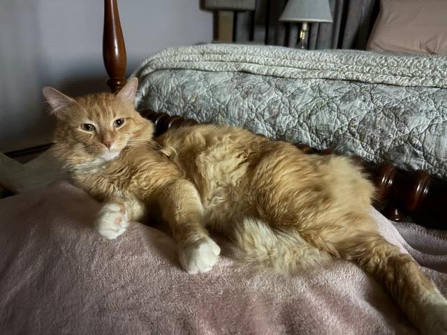 Enlarge OLIVER, a ADOPTABLE mixed breed in Churchville, PA image 3/6