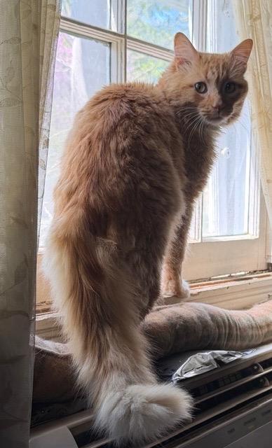 Enlarge OLIVER, a ADOPTABLE mixed breed in Churchville, PA image 2/2