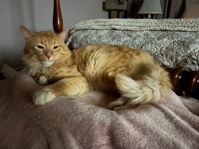 OLIVER, ADOPTABLE, Young Male Maine Coon & Tuxedo.