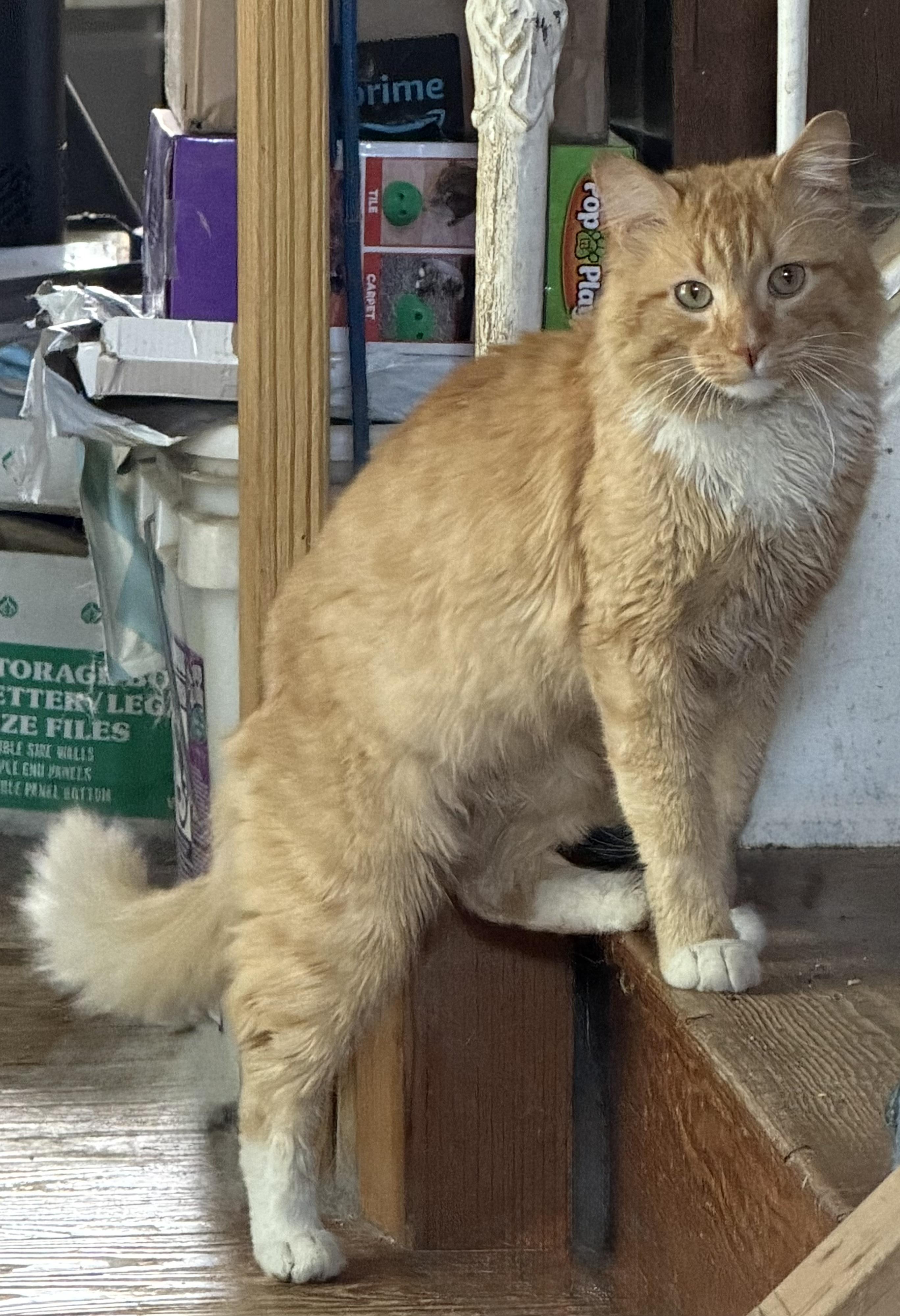 Enlarge OLIVER, a ADOPTABLE mixed breed in Churchville, PA image 5/6