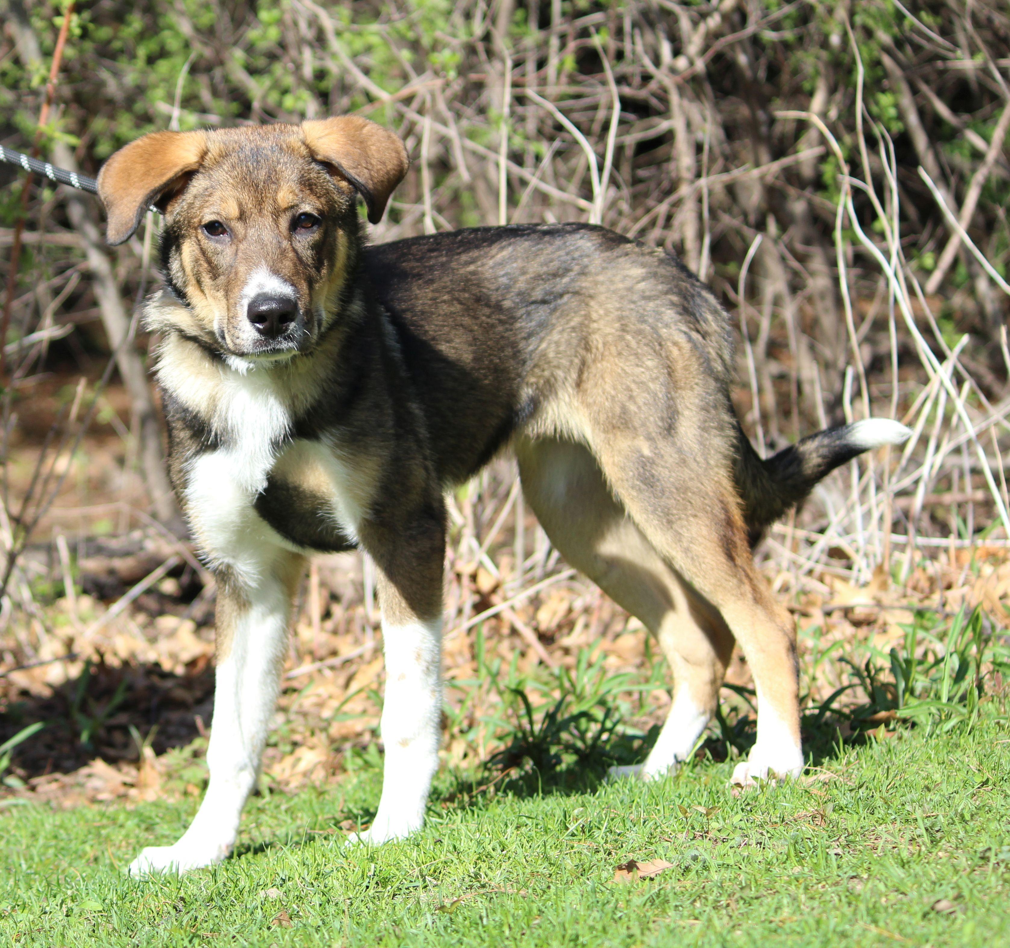 Enlarge Bilbo Baggins, a ADOPTABLE Mixed Breed in Portage, WI image 2/3
