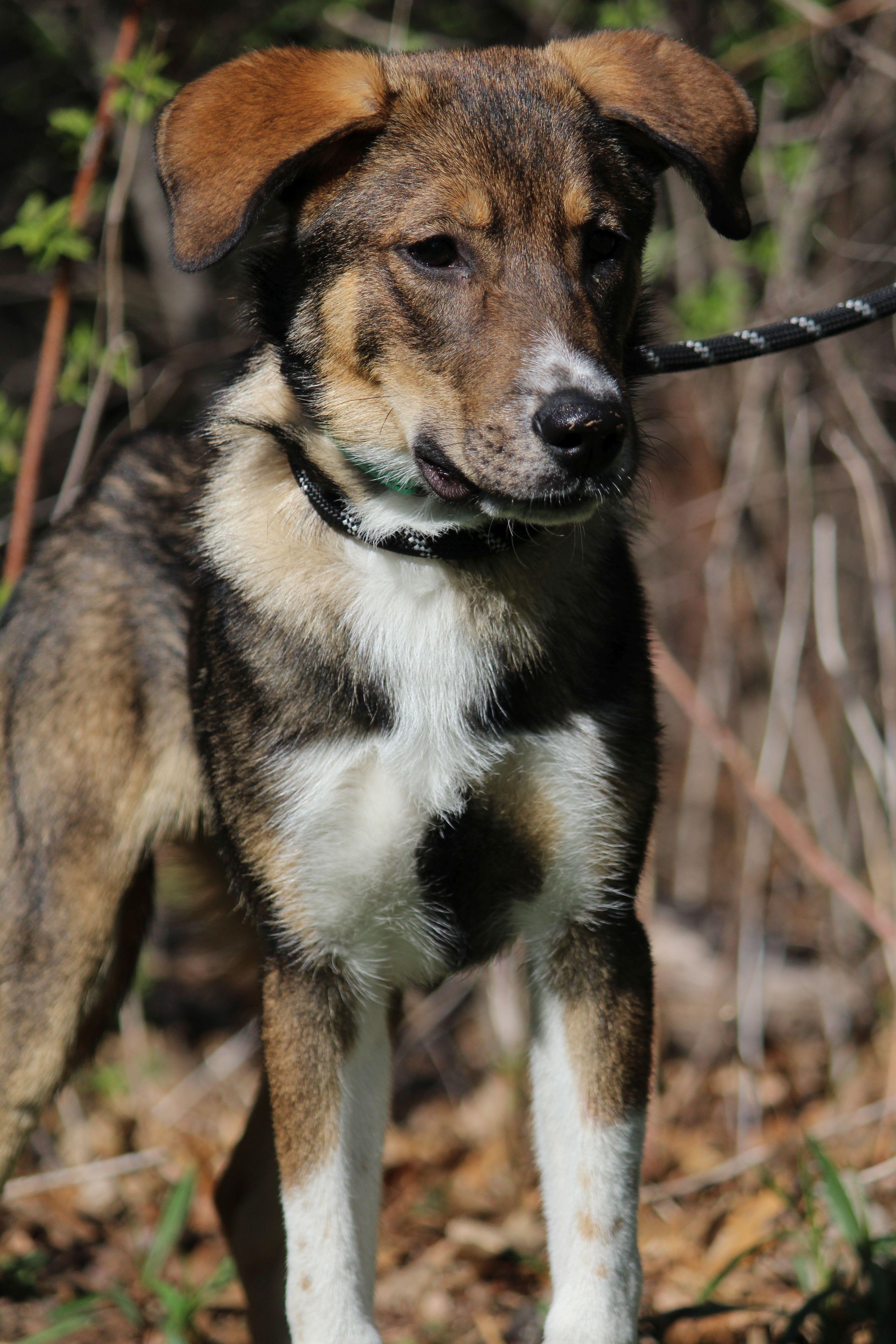 Bilbo Baggins, ADOPTABLE, Puppy Male Mixed Breed.