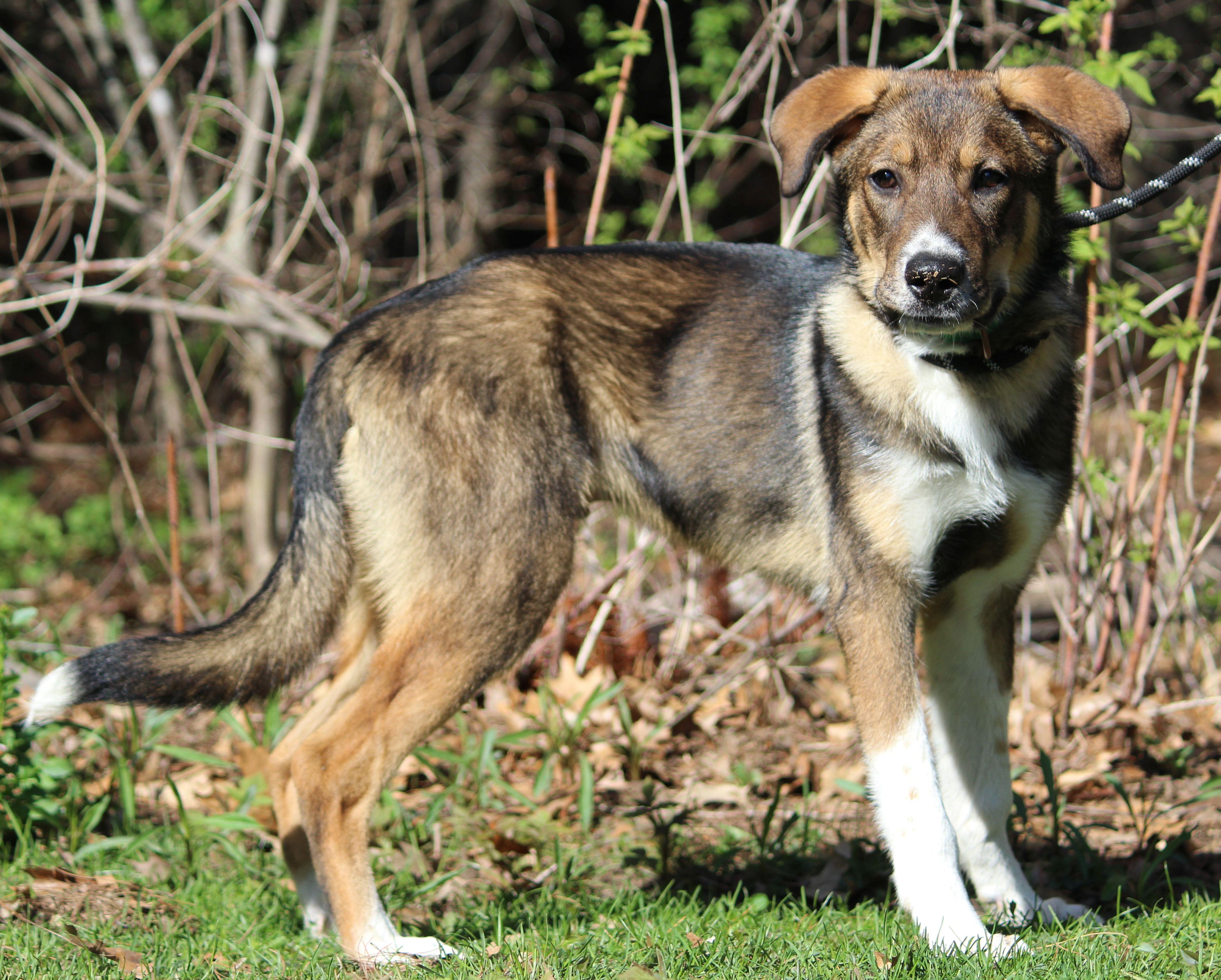 Enlarge Bilbo Baggins, a ADOPTABLE Mixed Breed in Portage, WI image 3/3