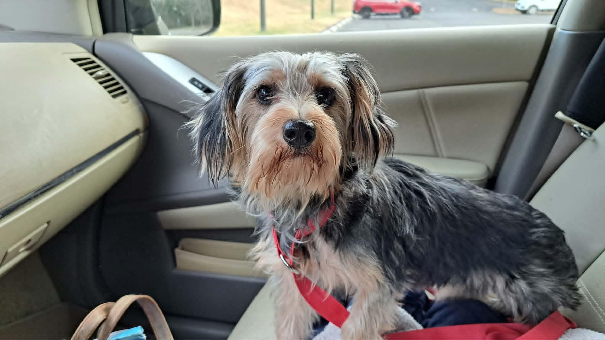 Nikki, Adoptable, Young Female Yorkshire Terrier.