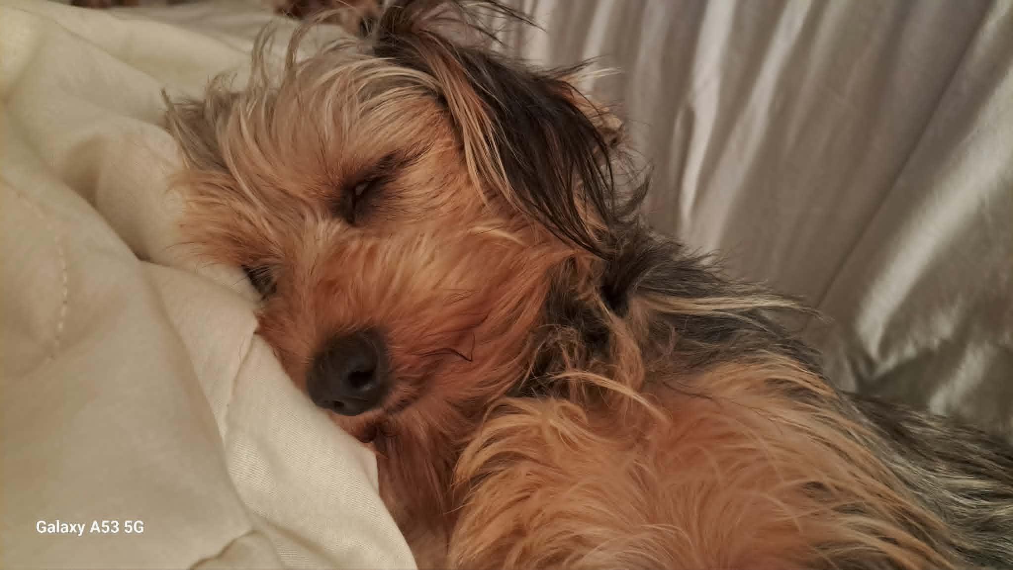 Enlarge Nikki, a Adoptable Yorkshire Terrier in Sanford, NC image 5/6