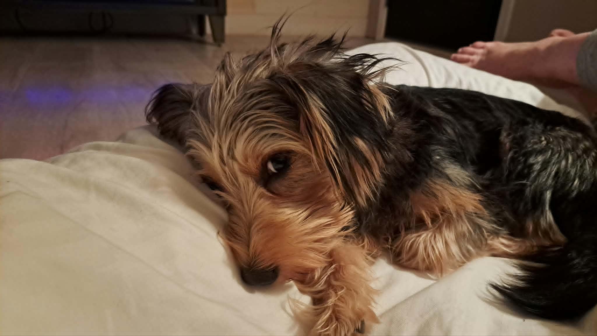 Enlarge Nikki, a Adoptable Yorkshire Terrier in Sanford, NC image 2/6
