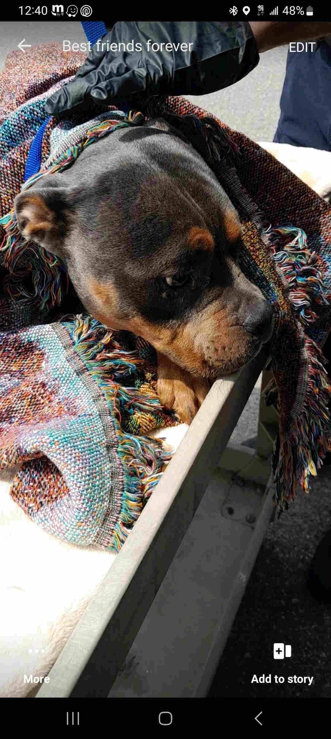 Cyrus, Adoptable, Young Male American Bulldog.