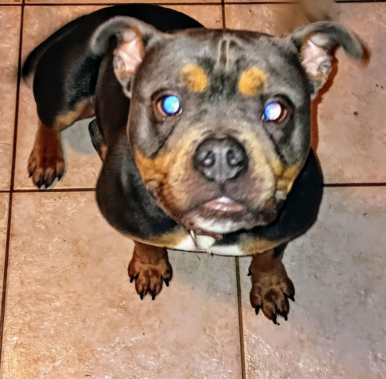 Cyrus, a Adoptable American Bulldog in Livonia, MI image 2/2