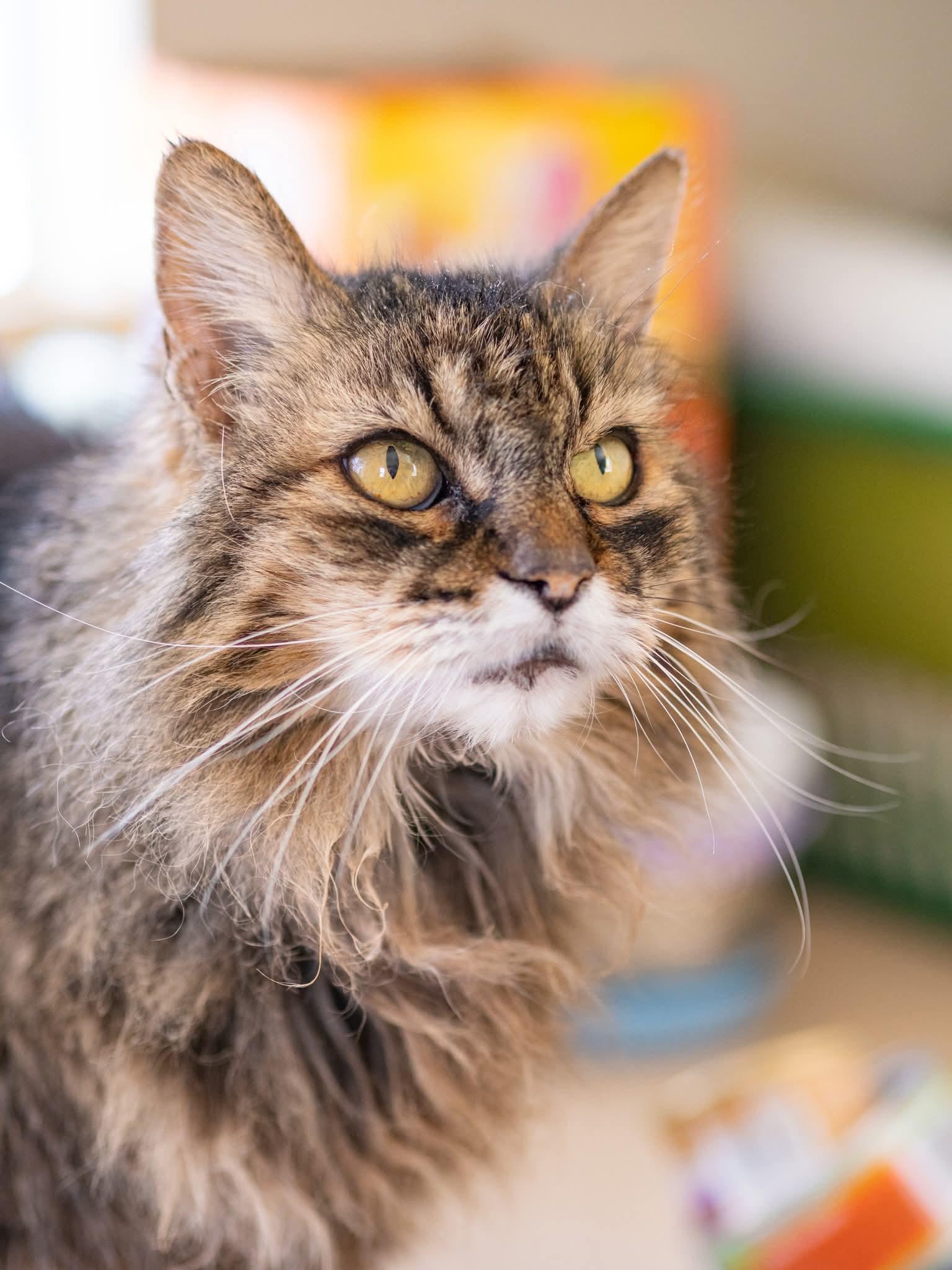 Enlarge Sable, a ADOPTABLE Domestic Long Hair in Globe, AZ image 1/1