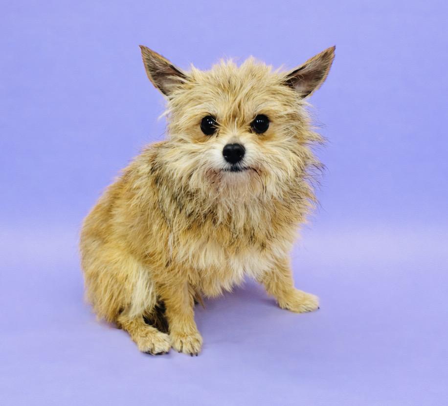 Enlarge Ewok, a ADOPTABLE Terrier in Waldorf, MD image 1/1