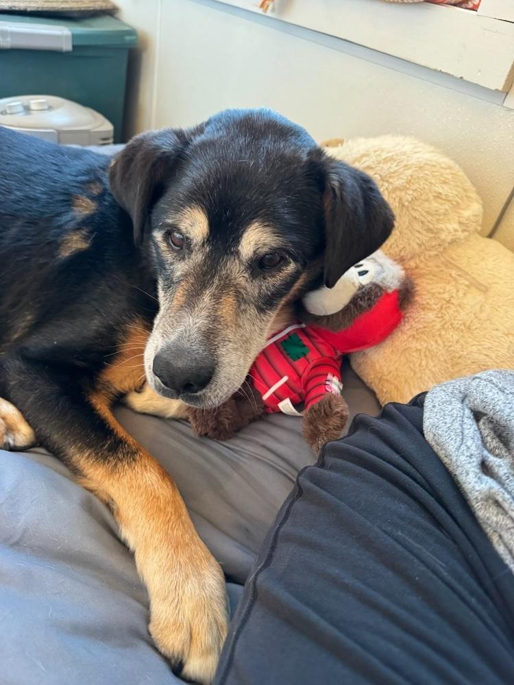 Mister, a Adopted mixed breed in TULSA, OK image 1/4