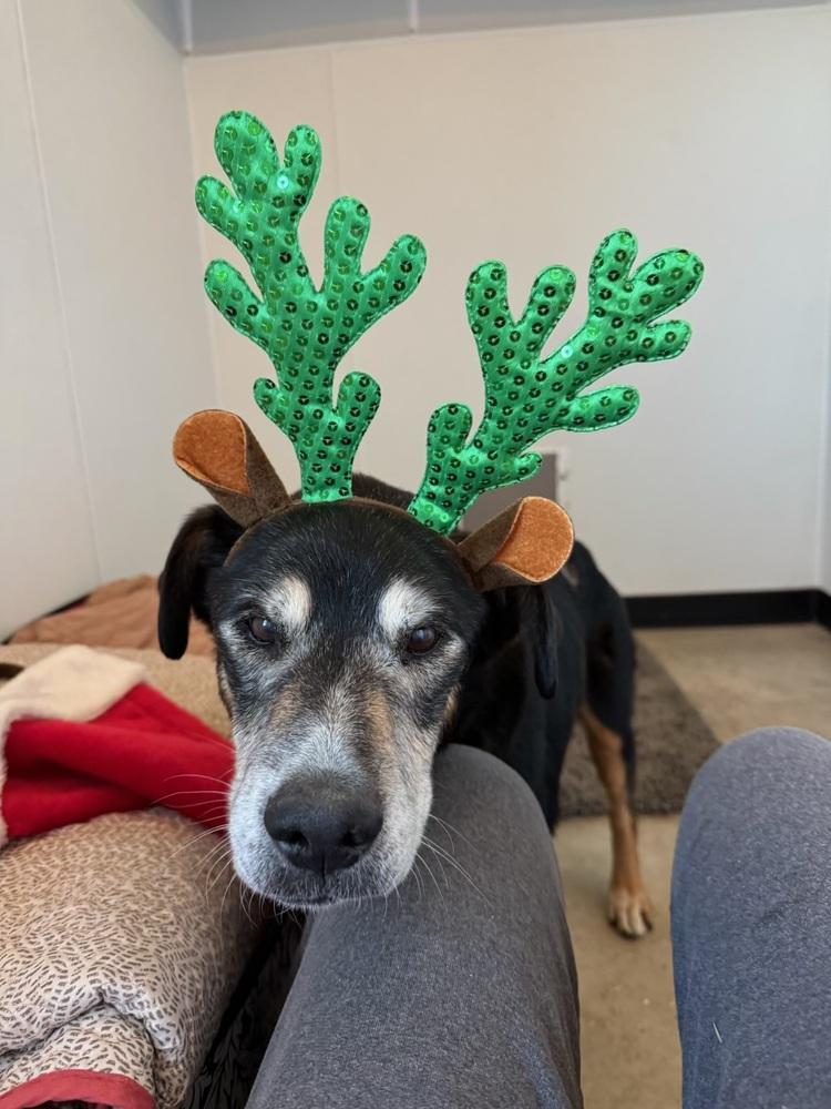 Mister, a Adopted mixed breed in TULSA, OK image 2/4