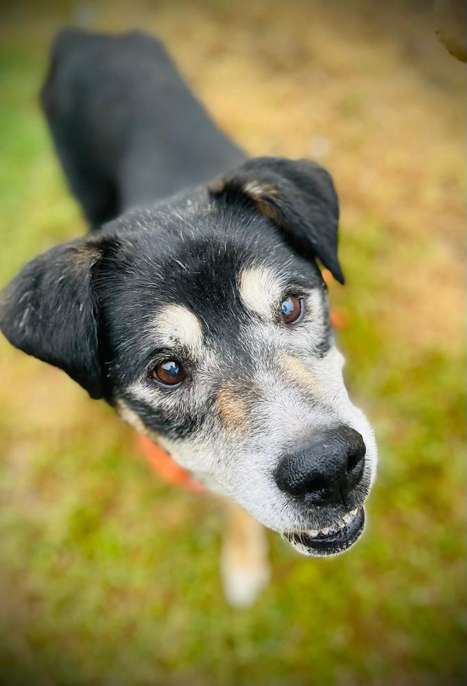 Mister, a Adopted mixed breed in TULSA, OK image 3/4