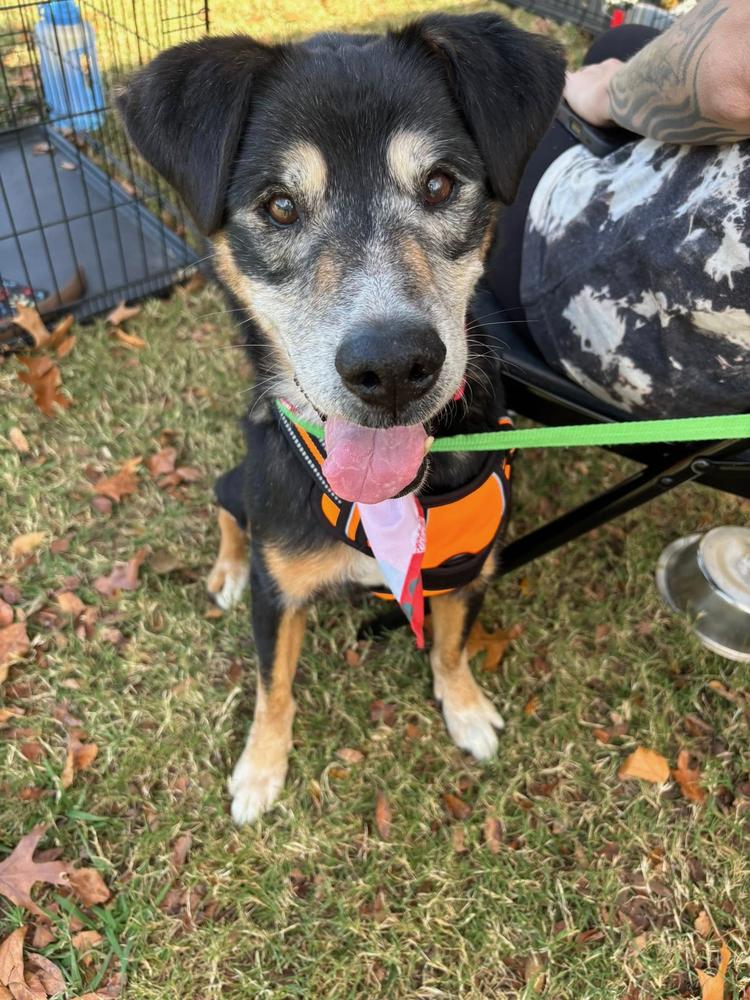 Mister, a Adopted mixed breed in TULSA, OK image 4/4