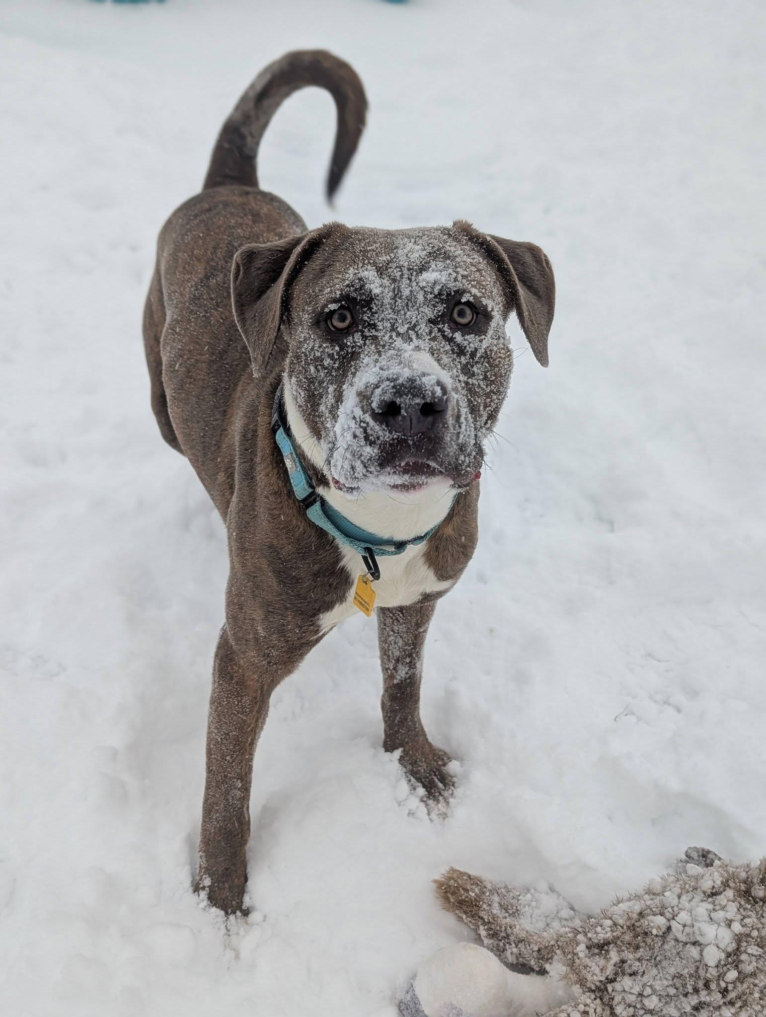 Enlarge Toffee, a ADOPTABLE mixed breed in Cleveland, OH image 2/6