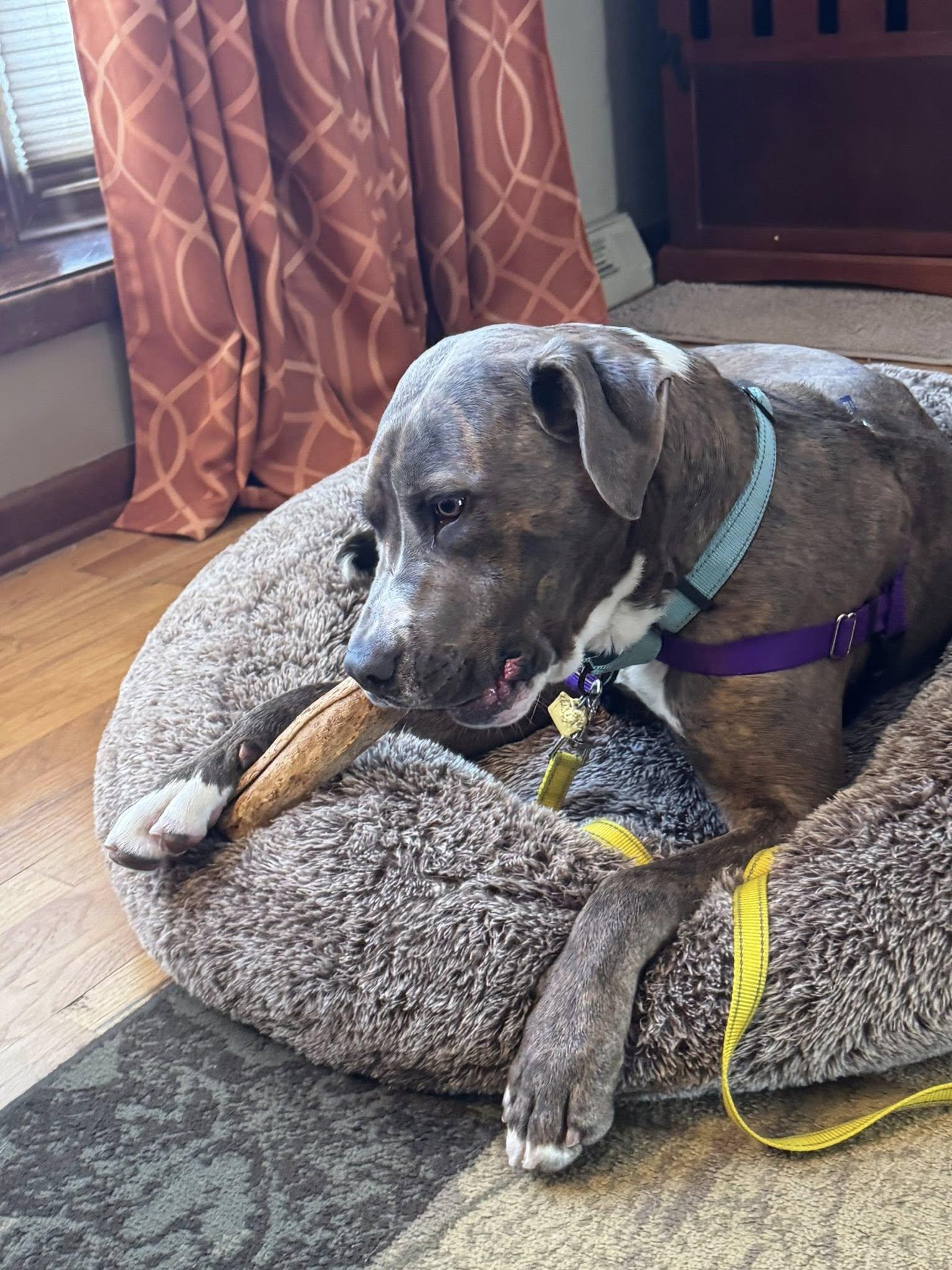 Enlarge Toffee, a ADOPTABLE mixed breed in Cleveland, OH image 6/6