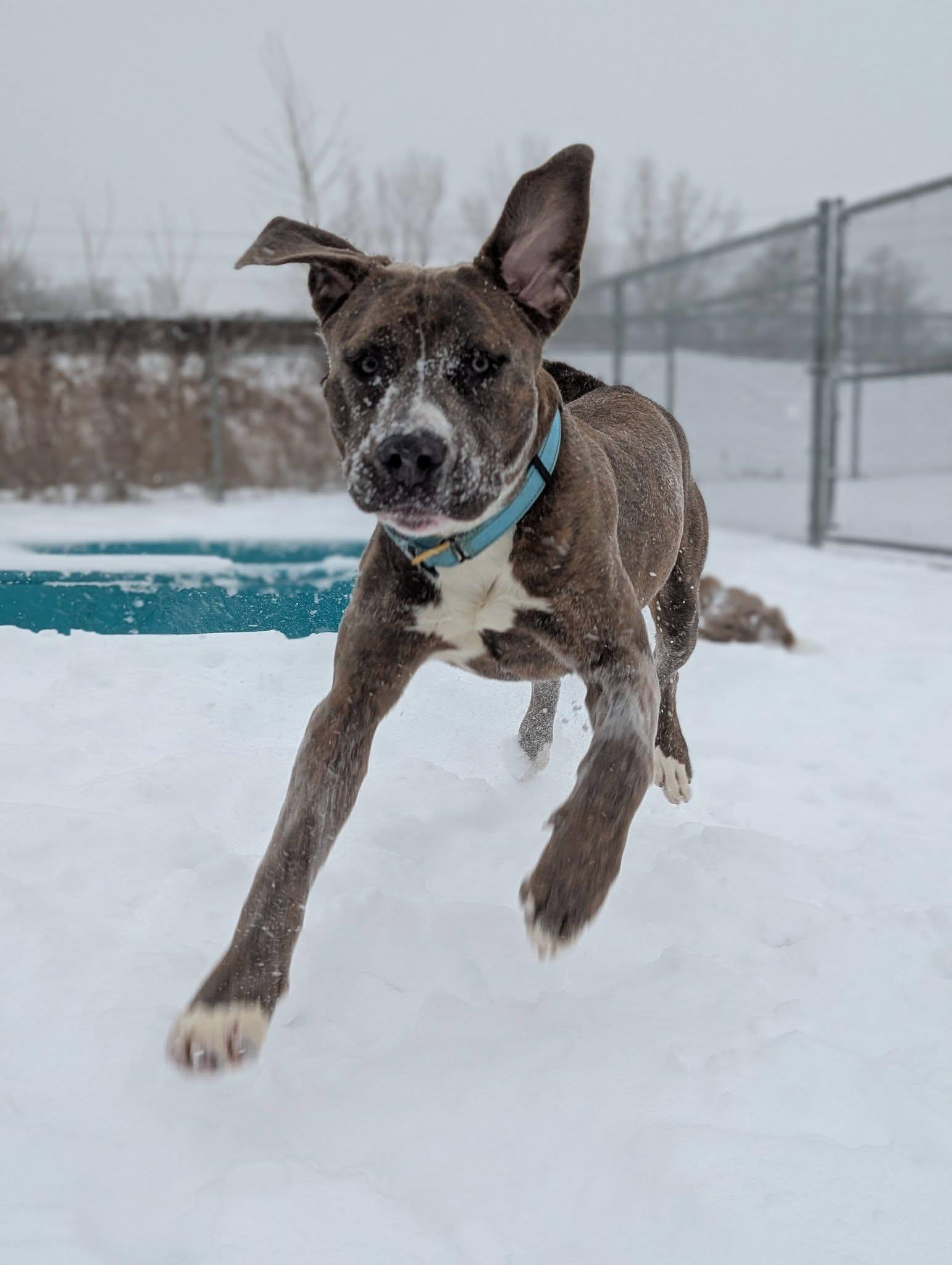 Toffee, ADOPTABLE, Young Male Pit Bull Terrier.