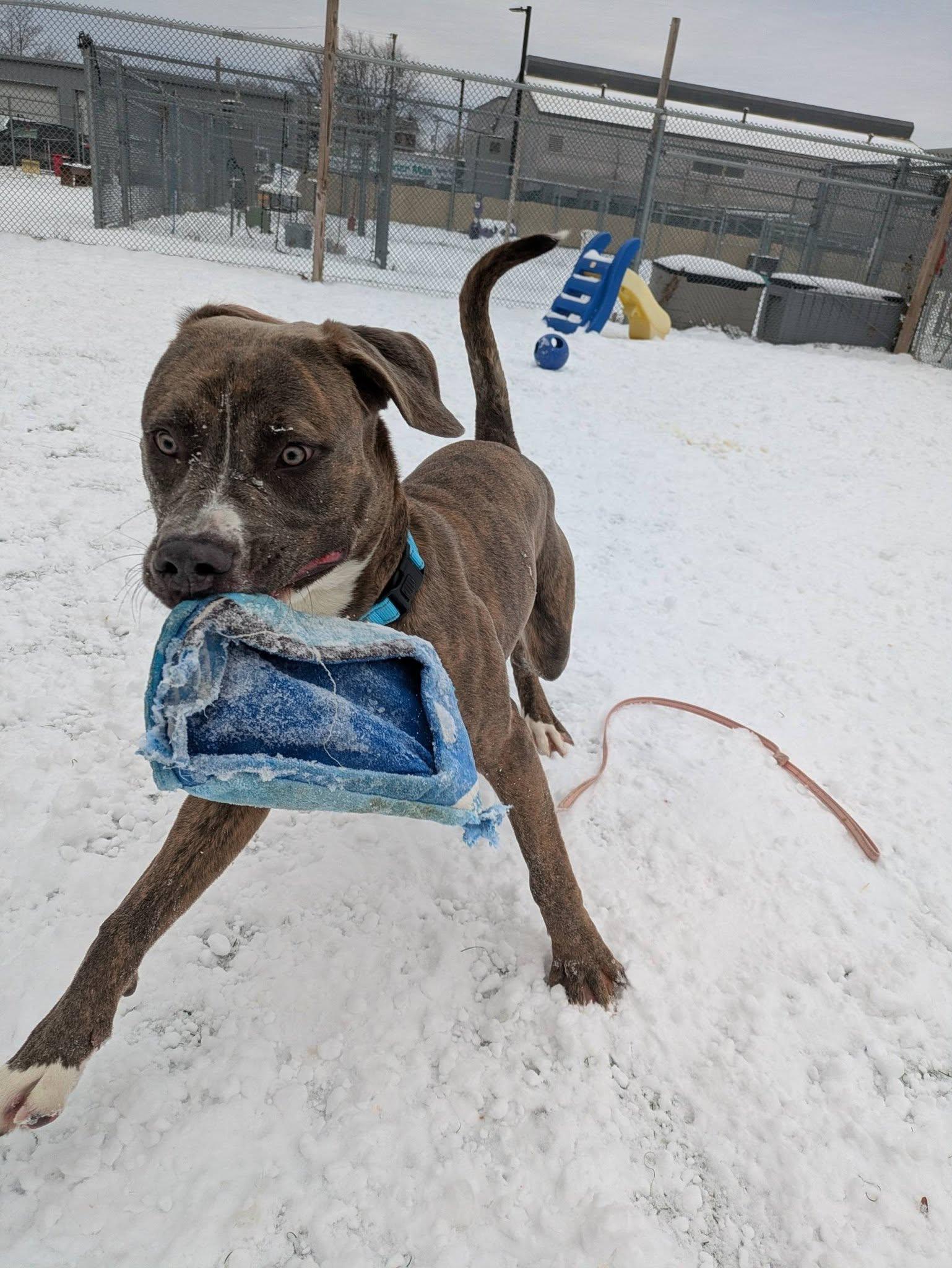 Enlarge Toffee, a ADOPTABLE mixed breed in Cleveland, OH image 3/6