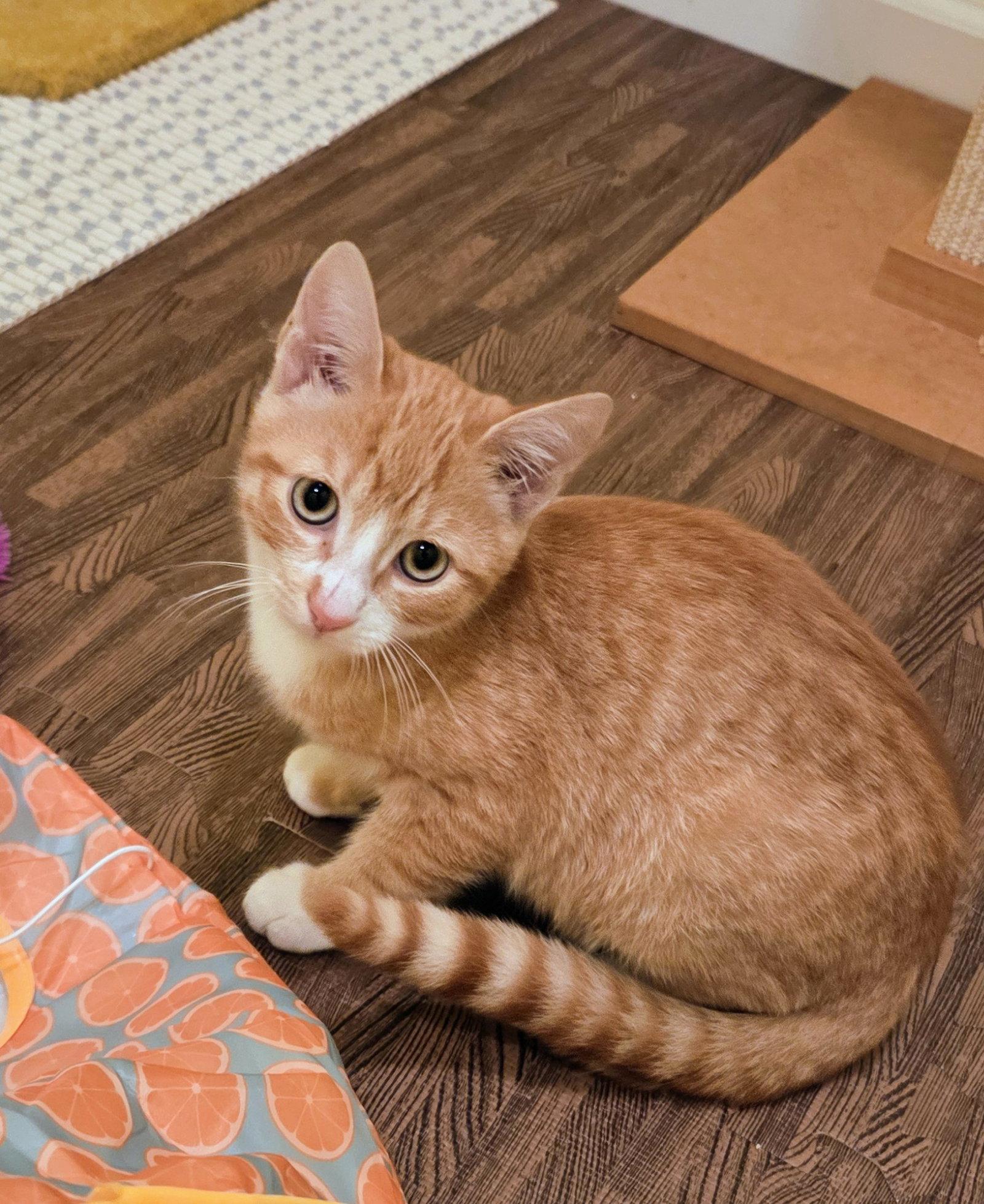 Enlarge Marmalade Kitten, a Adoptable Domestic Short Hair in Allentown, PA image 1/1